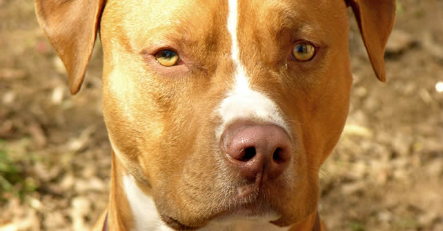 Pitbull asesina a un bebé | Periódico Notus