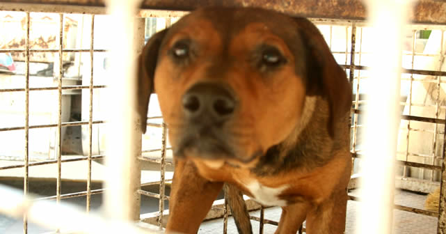 Perros sacrificados servirán de abono