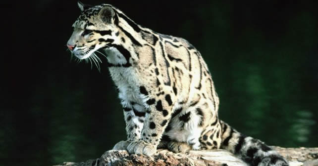 leopardo-nublado