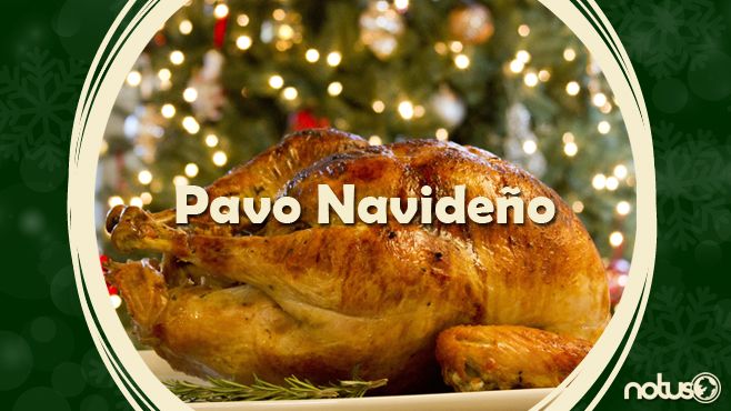 Pavo Portada