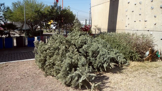 Recolectan árboles navideños (1)