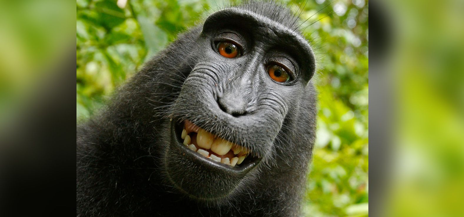 la selfie del mono