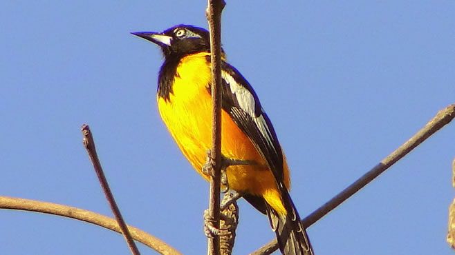 pecho-amarillo-pajaro