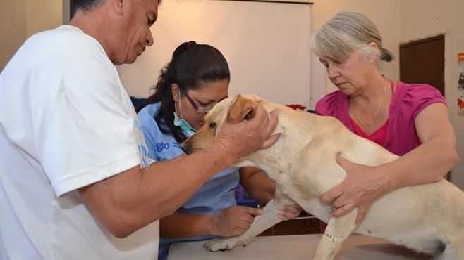 esterelizacion-canina