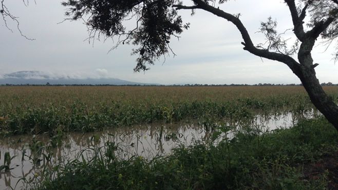 inundaciones-abasolo-cueramaro (1)