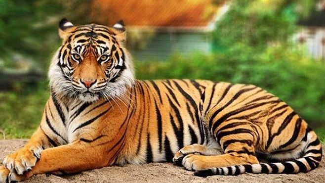 tigre-bengala