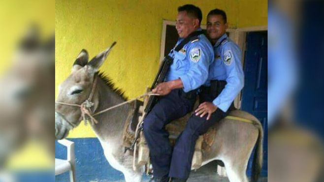 burro-policias-2