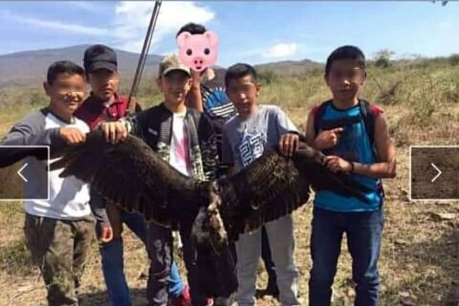 Águila en peligro de extinción, asesinada por adolescentes en Cerro del  Culiacán - Periódico Notus